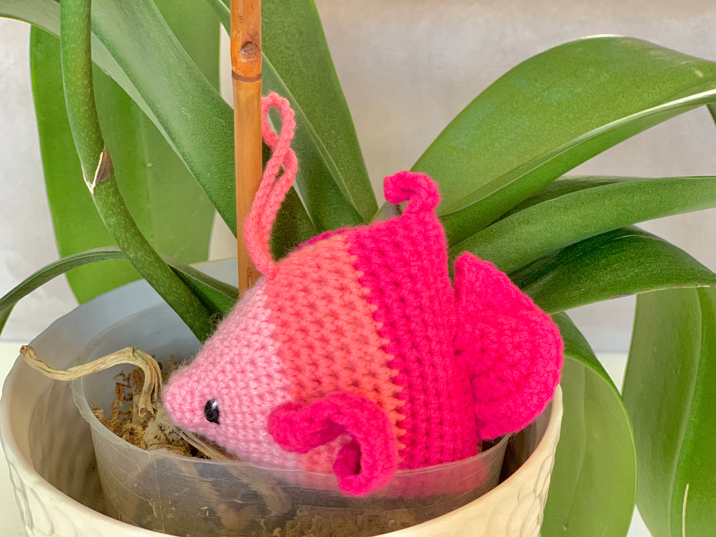 Fish